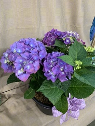 Hydrangea From Rogue River Florist, Grant's Pass Flower Delivery